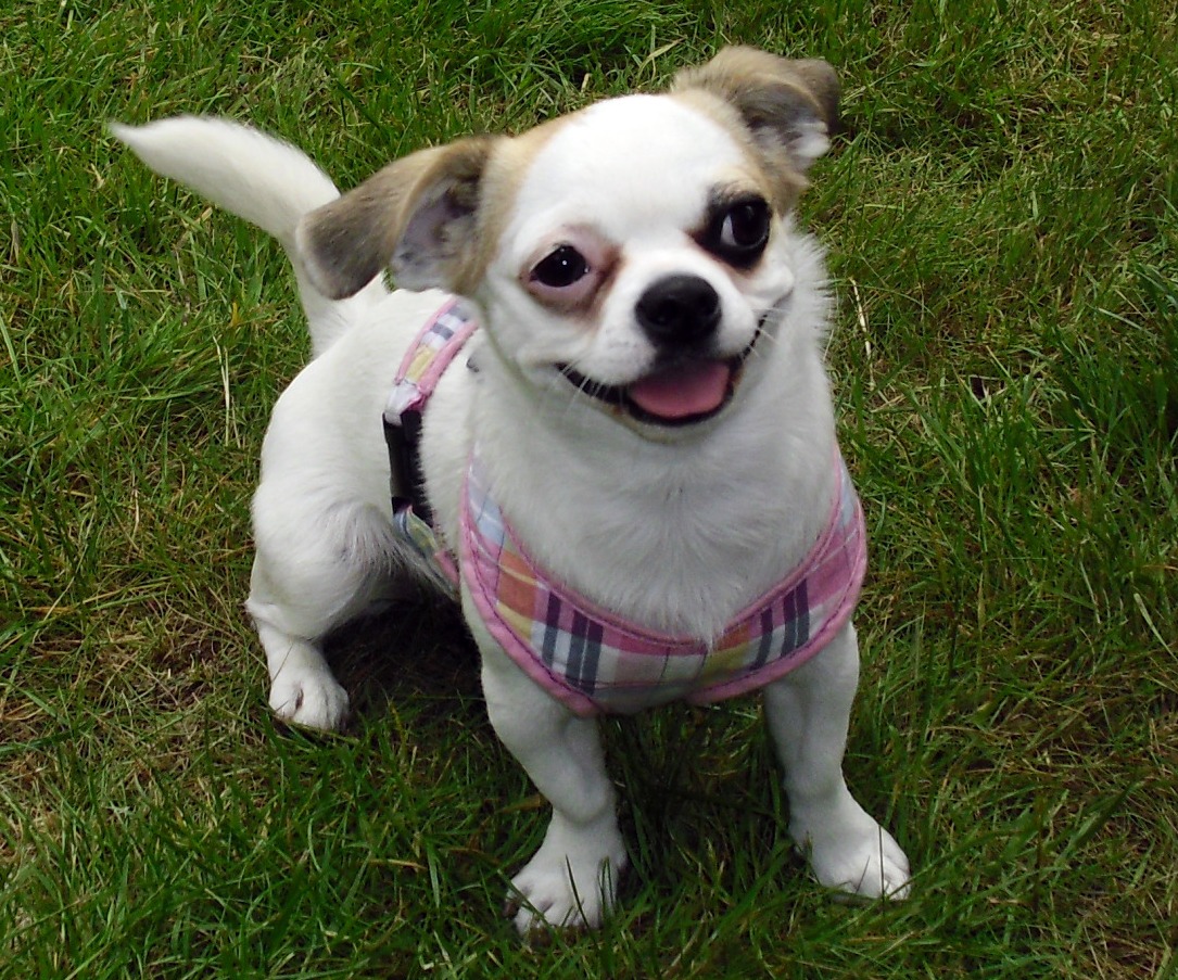 Nelly (Chihuahua, Pekinese) Chihuahua Pekinese 